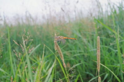 Close-up of insect on grass