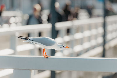 Close-up of bird perching on railing