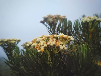 Close-up of flowering plants against blurred background