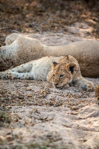 Laying cub
