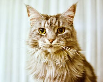 Close-up portrait of cat