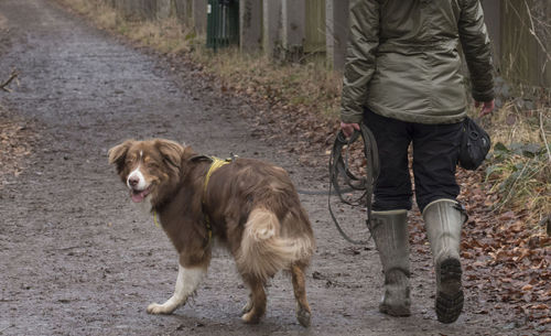 Rear view of man with dogs on field