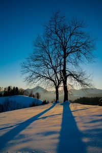 Bare tree on snow field against clear blue sky