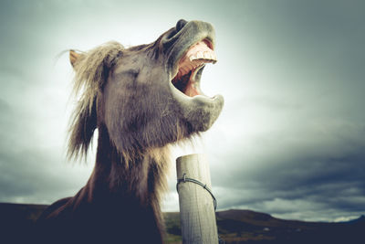 Low angle view of horse with mouth open against cloudy sky