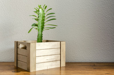 Potted plant against white wall