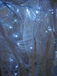 Close-up of tree against sky at night