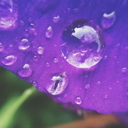 Close up of water lily