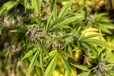Close-up of fresh green plant