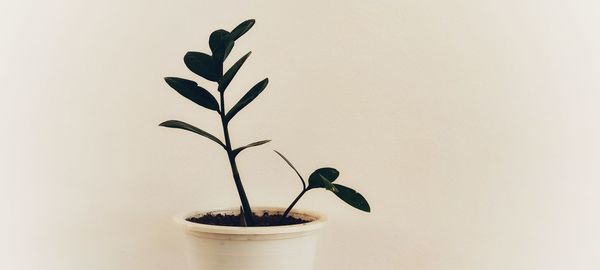 Close-up of small potted plant against wall