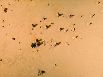 Footprints in a desert