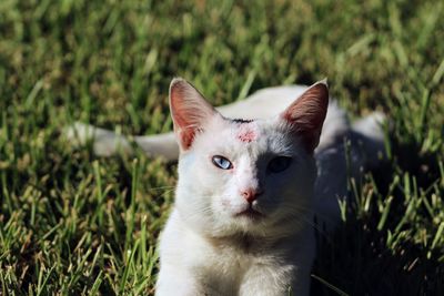 Portrait of cat on grass