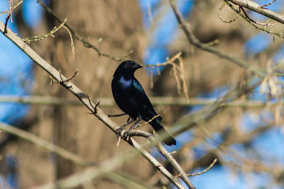 Close-up of bird perching on branch