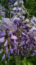 Close-up of purple flowers