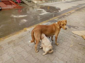 High angle view of dog on sidewalk