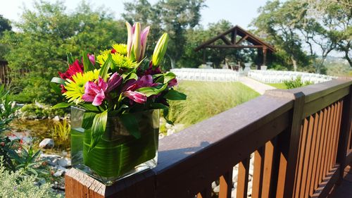 Close-up of flowers in garden