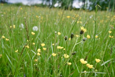 Close-up of flowering plants on field