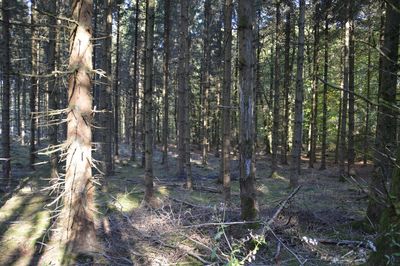 Trees in forest