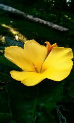 Close-up of yellow flowers