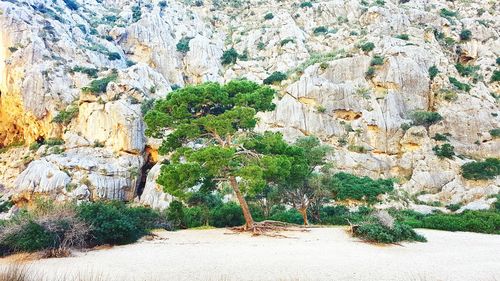 Plants growing on rock