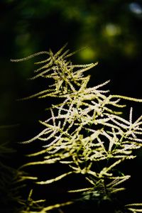 Close-up of plant