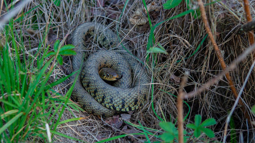 Grass snake viper adder coiled under small tree showing tongue