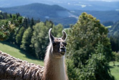 Lama in a mountain