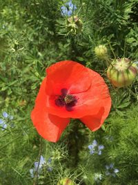 Close-up of red poppy blooming outdoors