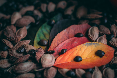 Close-up of orange leaves