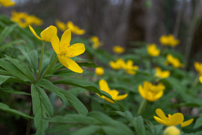 Close-up of yellow flowering plant