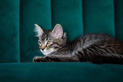 Close-up portrait of tabby cat