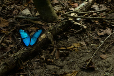 High angle view of butterfly on leaf