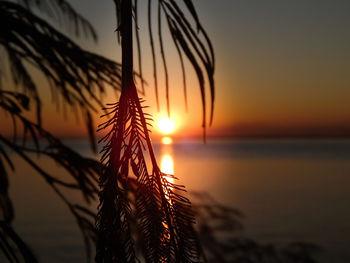 Close-up of silhouette plants against sea during sunset