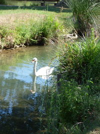 Bird swimming in lake
