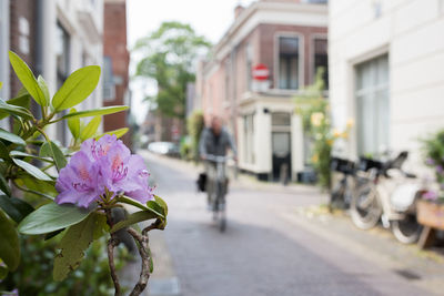 Close-up of flower on street