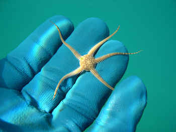 Close-up of human hand holding blue background