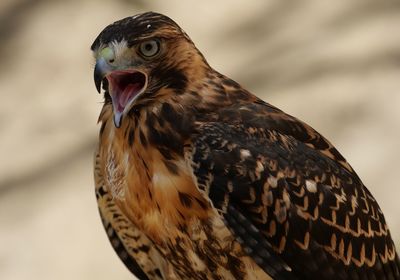 Close-up of a bird