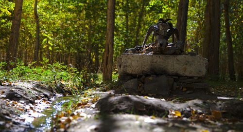 Stone sitting on rock in forest