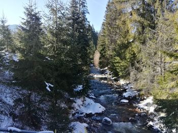 River amidst trees in forest