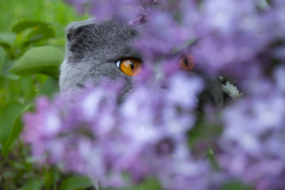 Close-up of cat on purple flower