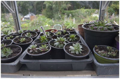 Potted plants in greenhouse