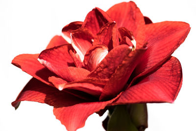 Close-up of red flower against blurred background