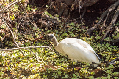 Close-up of bird perching on a land