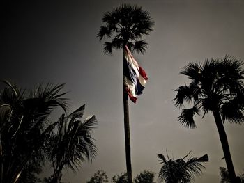 Low angle view of palm trees against sky