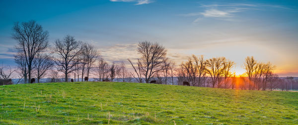 Scenic view of field against sky during sunset