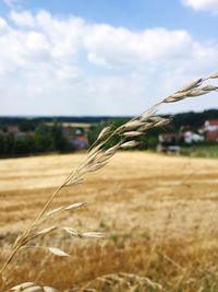 Close-up of crop in field