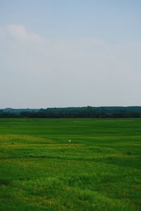 Scenic view of grassy field against sky