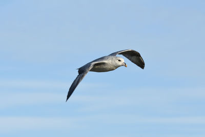 Low angle view of seagull flying in sky