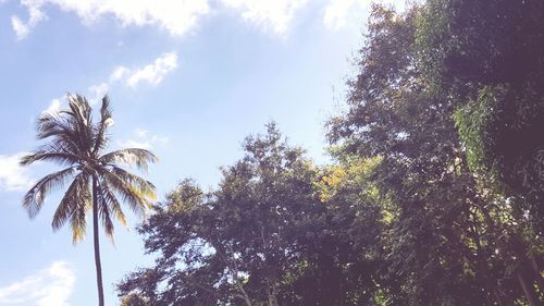 Low angle view of palm trees against sky