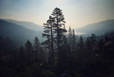 Trees on landscape against sky