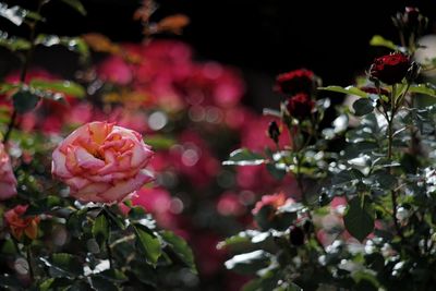 Close-up of red roses blooming outdoors